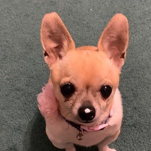 Meet your Posher, Harriet